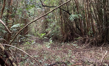 Parcela en Parque Alerce Andino