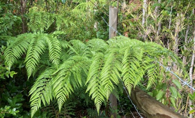 Parcela en Parque Alerce Andino