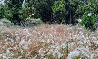 Hacienda cacaotera de venta en Santa Elena