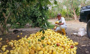 Hacienda cacaotera de venta en Santa Elena
