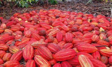 Hacienda cacaotera de venta en Santa Elena
