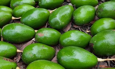 Hacienda cacaotera de venta en Santa Elena