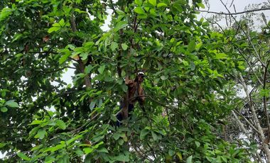 Hacienda cacaotera de venta en Santa Elena