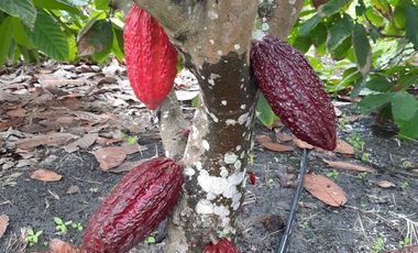 Hacienda cacaotera de venta en Santa Elena