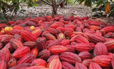 Hacienda cacaotera de venta en Santa Elena