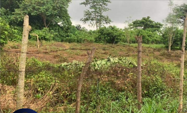 Parcel of Land in Tiaong Quezon Agricultural Land For Sale