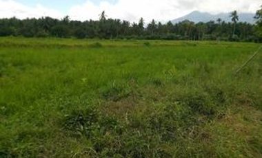 11.126 Hectares Farm Lot for Sale in Liliw, Laguna
