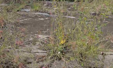 Vendo Casa con alberca para reparar con  Terreno bardeado, Alpuyeca Morelos