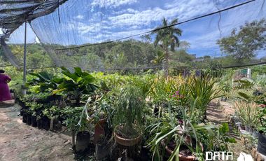 VIVERO EN VENTA 3150 M2 EN COPALITA