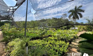 VIVERO EN VENTA 3150 M2 EN COPALITA