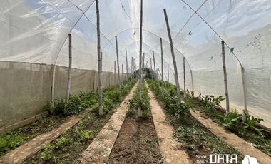 VIVERO EN VENTA 3150 M2 EN COPALITA