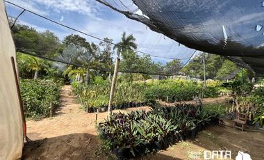 VIVERO EN VENTA 3150 M2 EN COPALITA