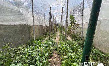 VIVERO EN VENTA 3150 M2 EN COPALITA