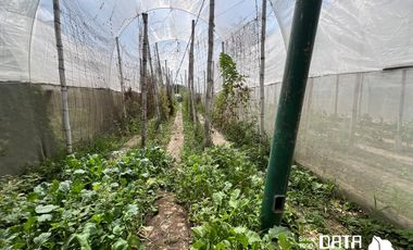 VIVERO EN VENTA 3150 M2 EN COPALITA