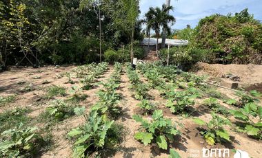 VIVERO EN VENTA 3150 M2 EN COPALITA