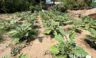 VIVERO EN VENTA 3150 M2 EN COPALITA