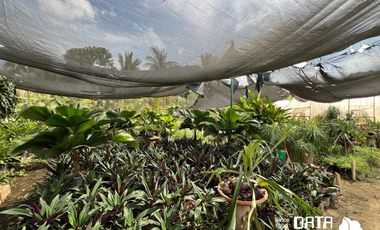 VIVERO EN VENTA 3150 M2 EN COPALITA