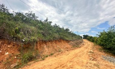 Venta Terreno 1.1Ha En Lamas, Los Uvos, La Loma - San Martín