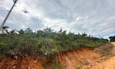 Venta Terreno 1.1Ha En Lamas, Los Uvos, La Loma - San Martín