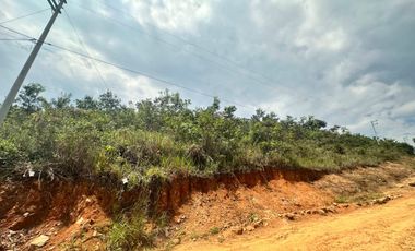 Venta Terreno 1.1Ha En Lamas, Los Uvos, La Loma - San Martín