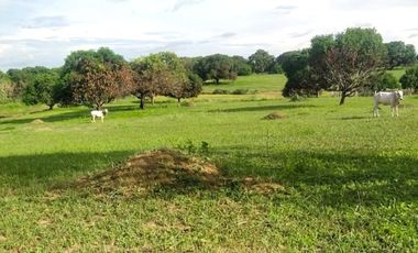 Farm Land For Sale in Villasis, Pangasinan