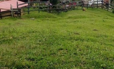 VENDO FINCA GANADERA Y AGRÍCOLA EN AMALFI ANTIOQUIA COLOMBIA.