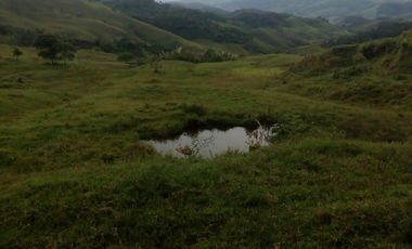 VENDO FINCA GANADERA Y AGRÍCOLA EN AMALFI ANTIOQUIA COLOMBIA.