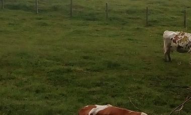 VENDO FINCA GANADERA Y AGRÍCOLA EN AMALFI ANTIOQUIA COLOMBIA.