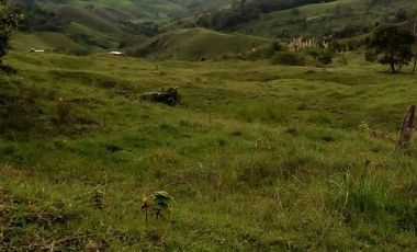 VENDO FINCA GANADERA Y AGRÍCOLA EN AMALFI ANTIOQUIA COLOMBIA.