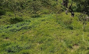 VENDO FINCA GANADERA Y AGRÍCOLA EN AMALFI ANTIOQUIA COLOMBIA.