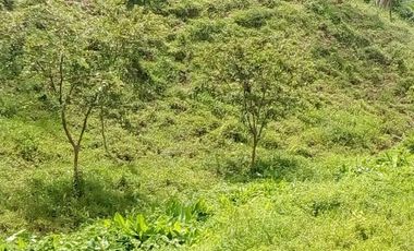 VENDO FINCA GANADERA Y AGRÍCOLA EN AMALFI ANTIOQUIA COLOMBIA.