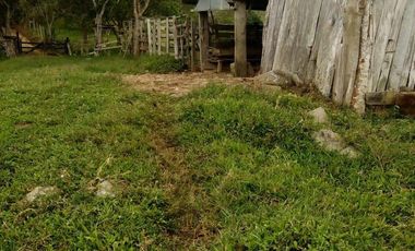 VENDO FINCA GANADERA Y AGRÍCOLA EN AMALFI ANTIOQUIA COLOMBIA.