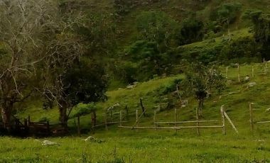 VENDO FINCA GANADERA Y AGRÍCOLA EN AMALFI ANTIOQUIA COLOMBIA.