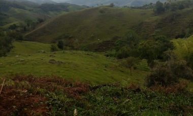 VENDO FINCA GANADERA Y AGRÍCOLA EN AMALFI ANTIOQUIA COLOMBIA.