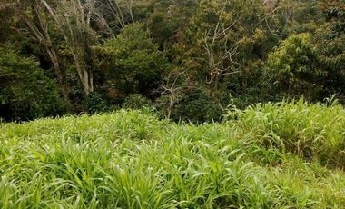 VENDO FINCA GANADERA Y AGRÍCOLA EN AMALFI ANTIOQUIA COLOMBIA.