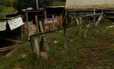 VENDO FINCA GANADERA Y AGRÍCOLA EN AMALFI ANTIOQUIA COLOMBIA.