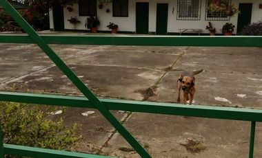 VENDO FINCA GANADERA Y AGRÍCOLA EN AMALFI ANTIOQUIA COLOMBIA.