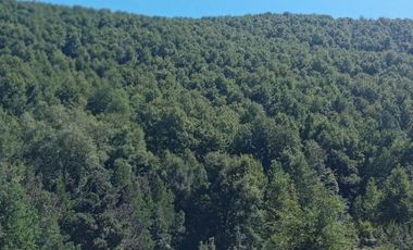 VENDO CAMPO DE 51 HÁS A 4 KMS DE ANTUCO IDEAL PARA TURISMO