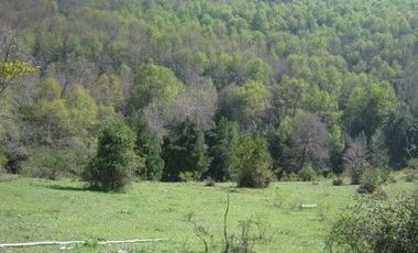 VENDO CAMPO DE 51 HÁS A 4 KMS DE ANTUCO IDEAL PARA TURISMO
