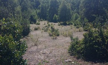 VENDO CAMPO DE 51 HÁS A 4 KMS DE ANTUCO IDEAL PARA TURISMO