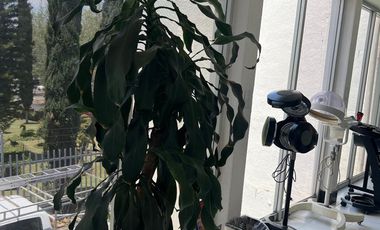 RENTA DE  OFICINAS, LOCAL COMERCIAL,  O NEGOCIO