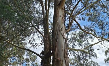 VENTA TERRENO VALLE DE LOS CHILLOS SECTOR LA MERCED