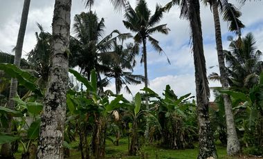 15.6 ARE SAYAN LAND FOR LEASE AT 4.5JT/ARE
