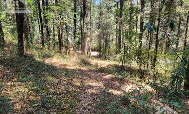 TERRENO EN LA ESTANZUELA, MINERAL DEL CHICO TOTALMENTE BOSCOSO CON VISTA PANORÁMICA
