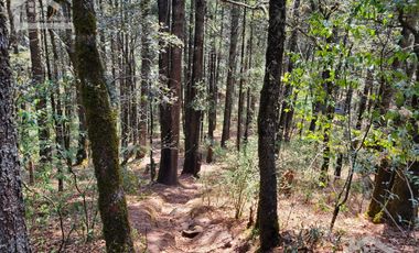 TERRENO EN LA ESTANZUELA, MINERAL DEL CHICO TOTALMENTE BOSCOSO CON VISTA PANORÁMICA
