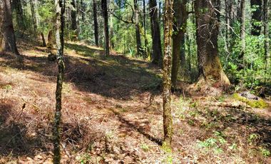 TERRENO EN LA ESTANZUELA, MINERAL DEL CHICO TOTALMENTE BOSCOSO CON VISTA PANORÁMICA