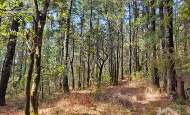TERRENO EN LA ESTANZUELA, MINERAL DEL CHICO TOTALMENTE BOSCOSO CON VISTA PANORÁMICA