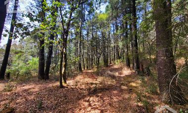 TERRENO EN LA ESTANZUELA, MINERAL DEL CHICO TOTALMENTE BOSCOSO CON VISTA PANORÁMICA