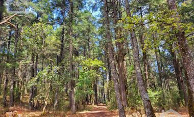 TERRENO EN LA ESTANZUELA, MINERAL DEL CHICO TOTALMENTE BOSCOSO CON VISTA PANORÁMICA