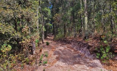 TERRENO EN LA ESTANZUELA, MINERAL DEL CHICO TOTALMENTE BOSCOSO CON VISTA PANORÁMICA